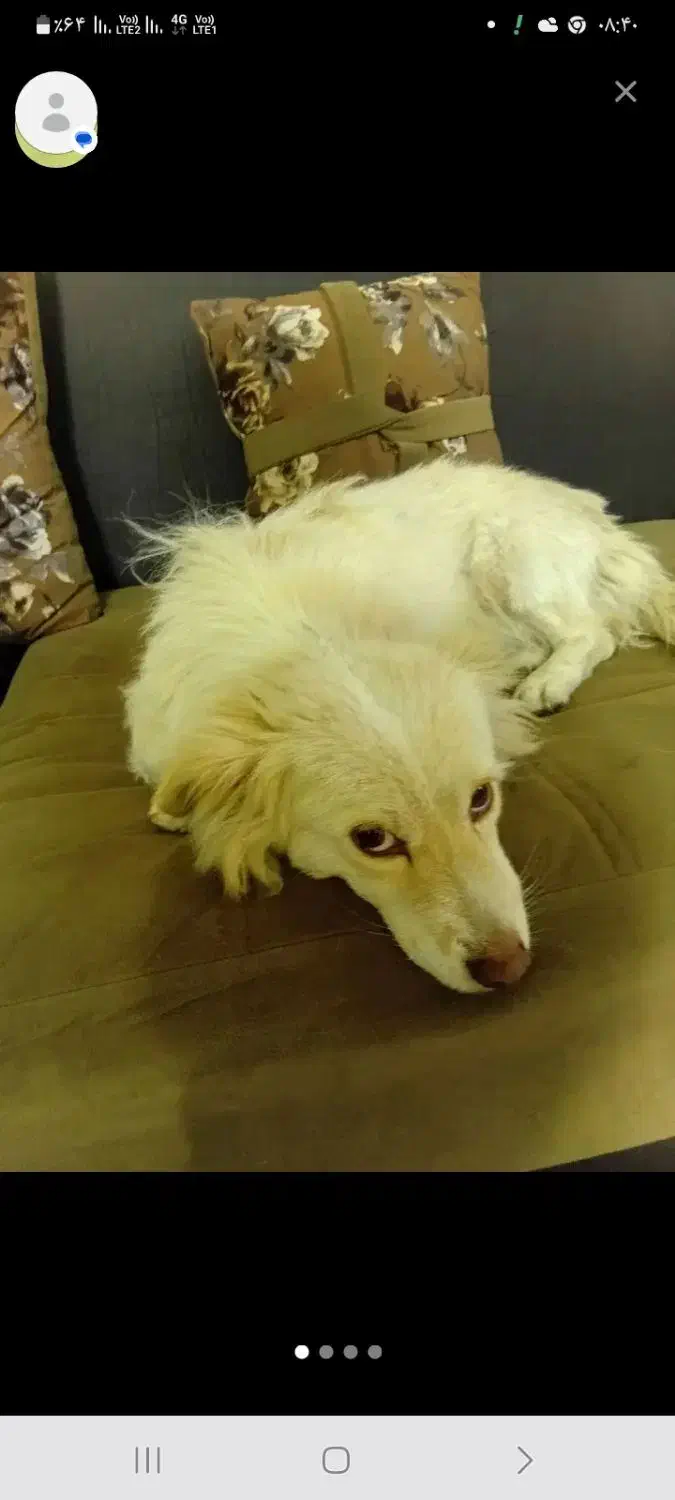 2 تاسگ پیدا شده در گلبهار پرند|سگ|گلبهار, شهر جدید گلبهار|دیوار