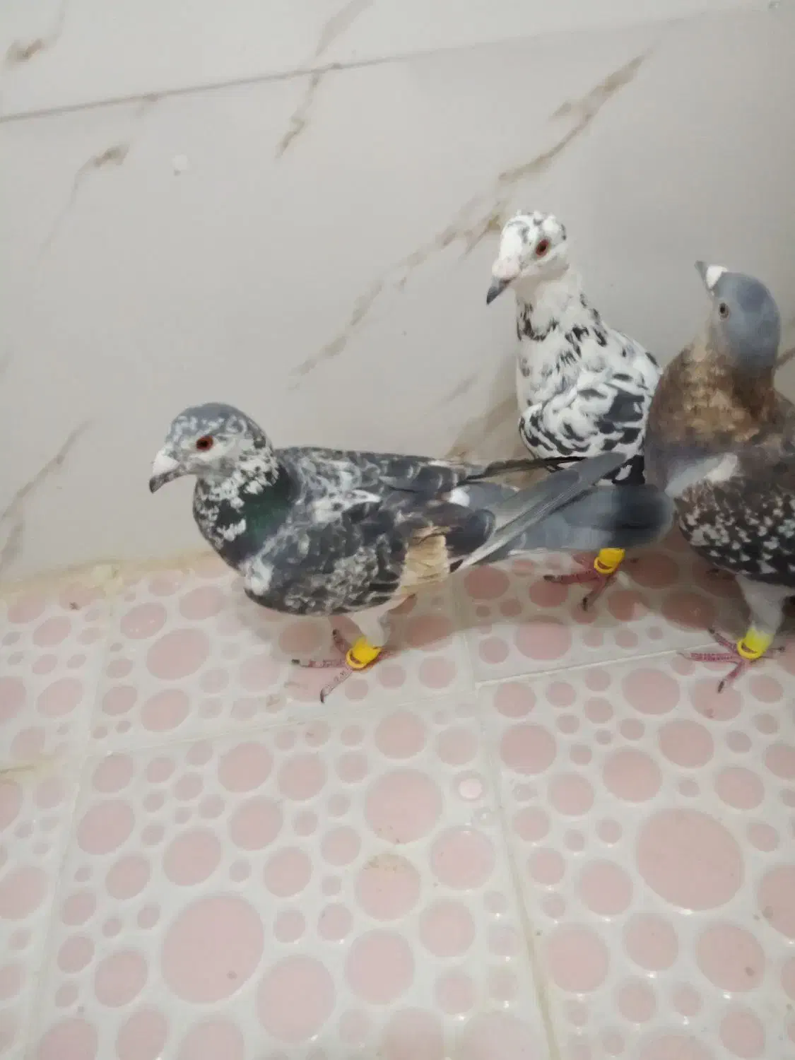 کفتر|پرنده|شیراز, کرونی(خاتونک)|دیوار