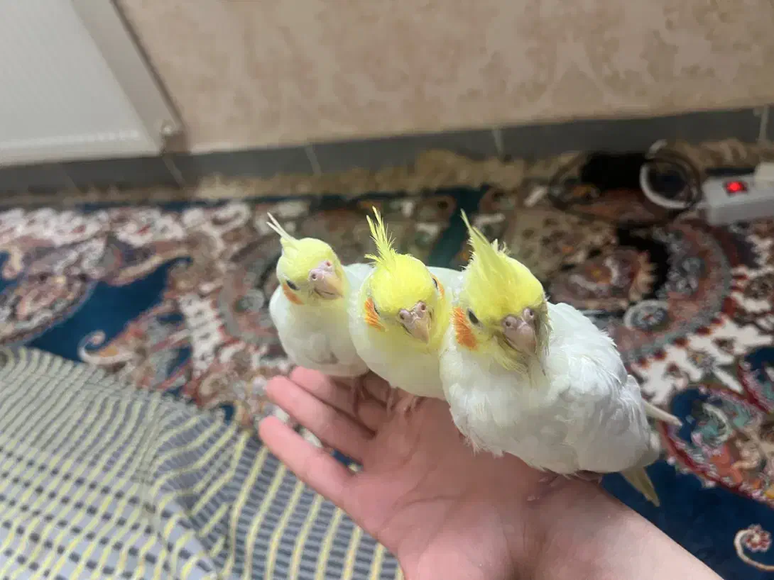 جوجه عروس هلندی ۳۰ روزه|پرنده|محمدیه-قزوین, |دیوار