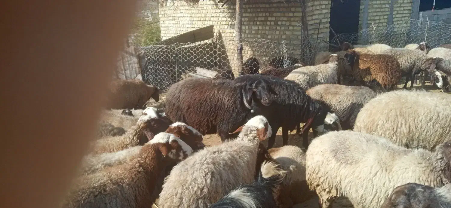 یک عدد قوچ قزل افشار درجه یک یک|حیوانات مزرعه|چگنی, |دیوار