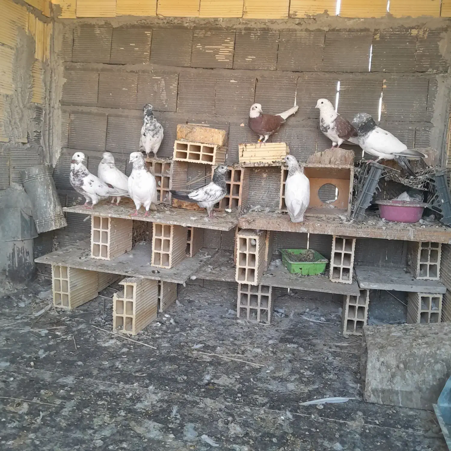 به دلیل نداشتن وقت|پرنده|اصفهان, عمان سامانی|دیوار