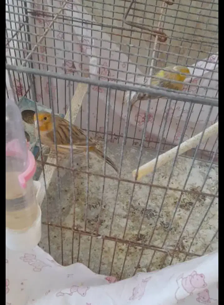 دو عدد قناری ماده اماده جفت|پرنده|فسا, |دیوار