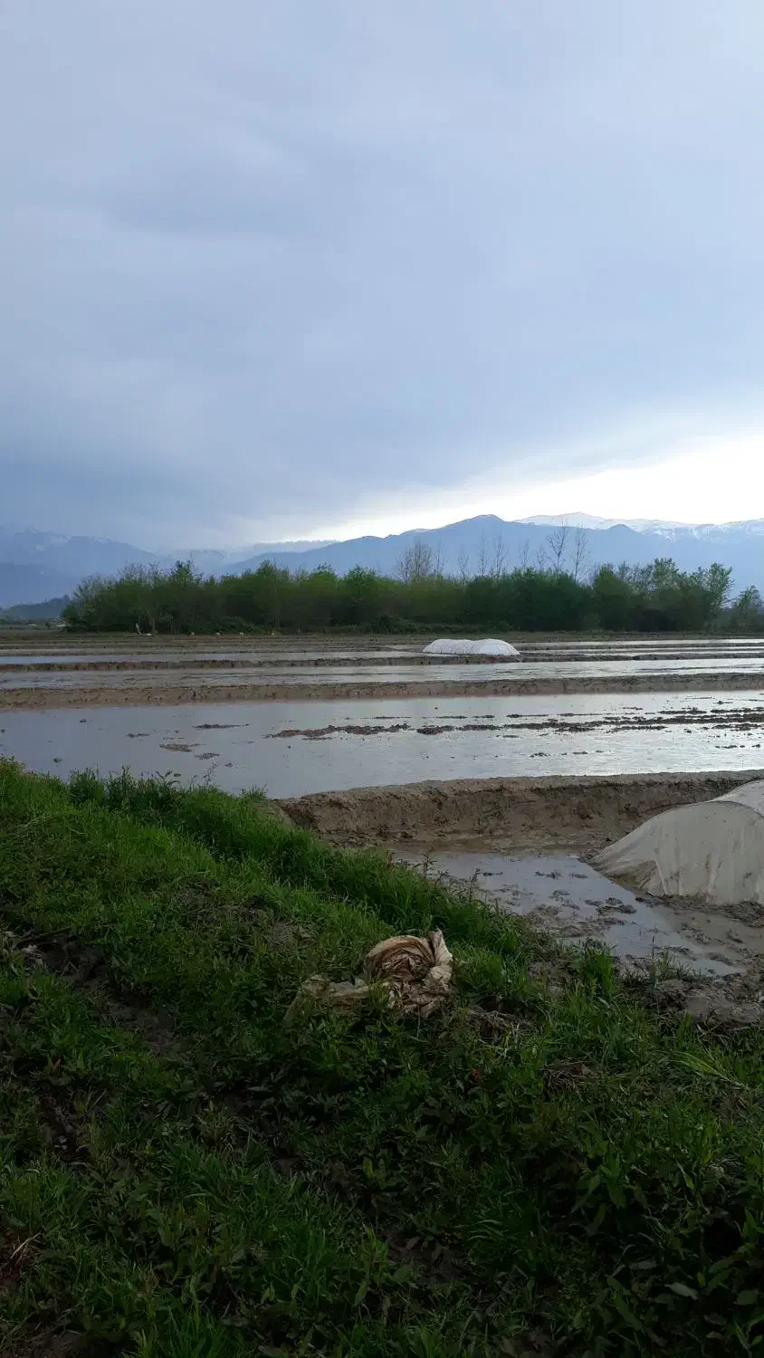 زمین مسکونی روستای لاقان|فروش زمین و ملک کلنگی|شفت, |دیوار