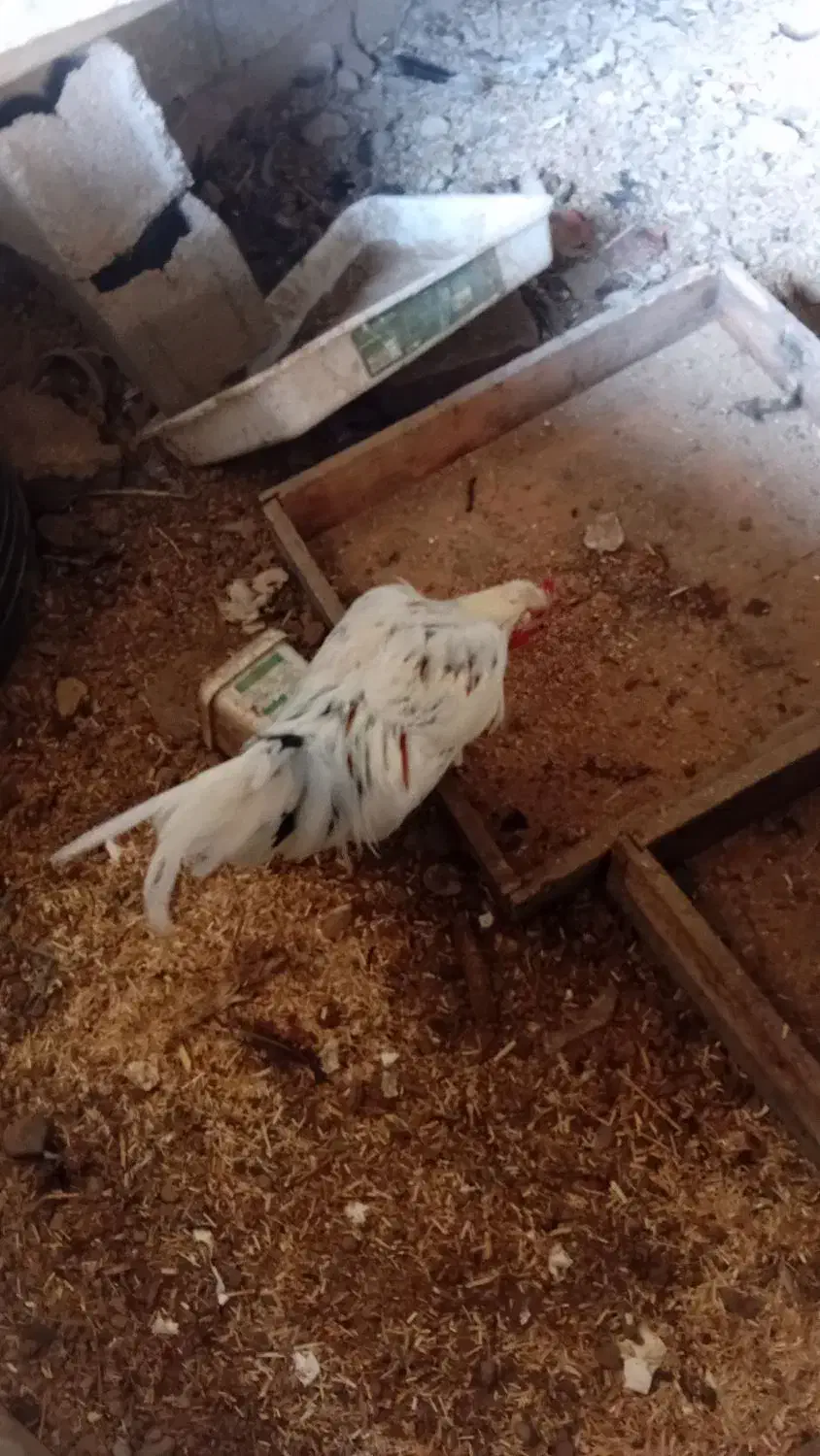 4 تا خروس لاری جوان 2تا سفید دورگه|حیوانات مزرعه|رامیان, |دیوار