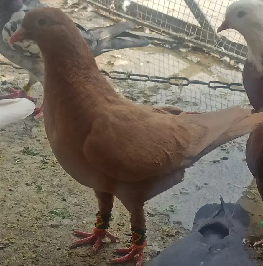 زرد کرمانی|پرنده|اندیمشک, |دیوار