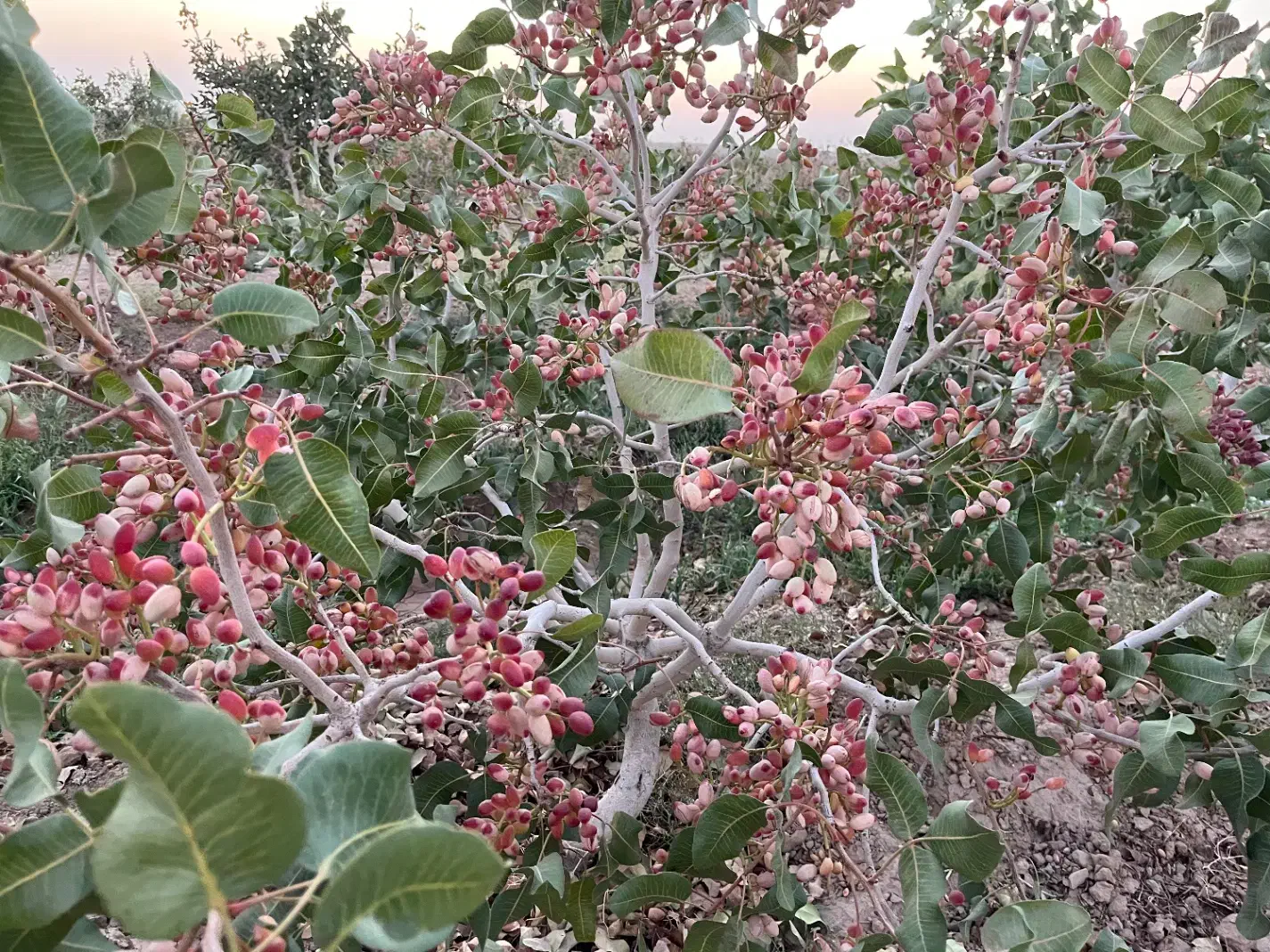 فروش باغ پسته|فروش دفتر صنعتی، کشاورزی، تجاری|تربت‌حیدریه, پائین ولایت|دیوار