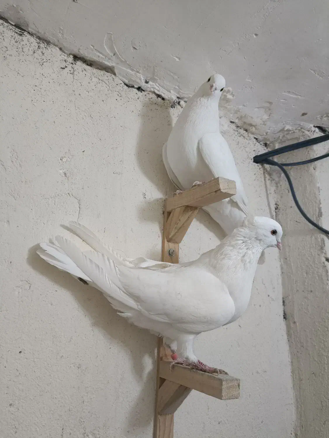 سفید|پرنده|بم, |دیوار