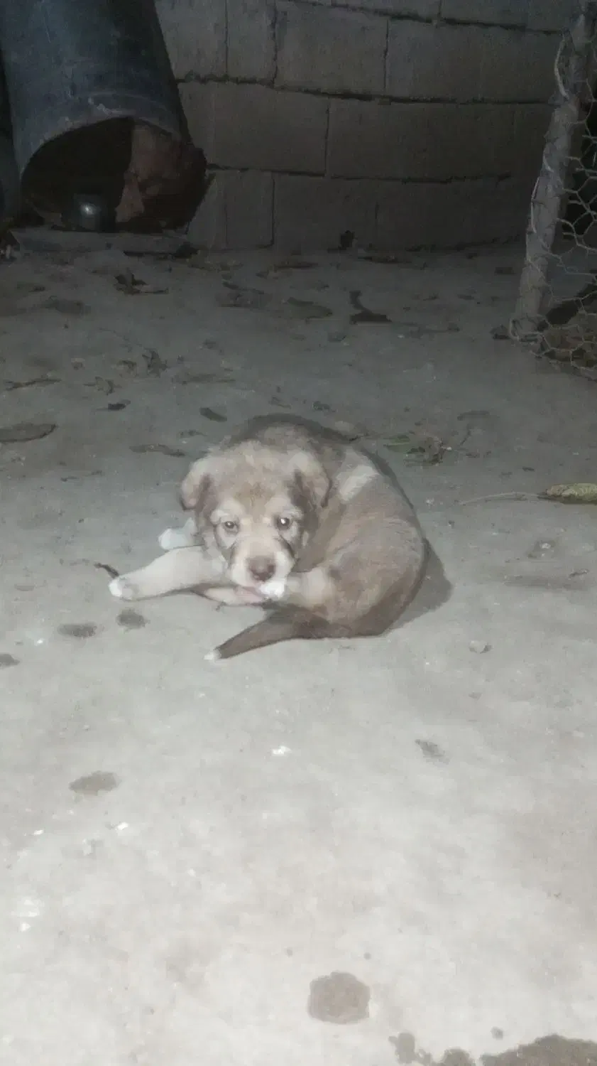 توله پژدر|سگ|قصابه, |دیوار