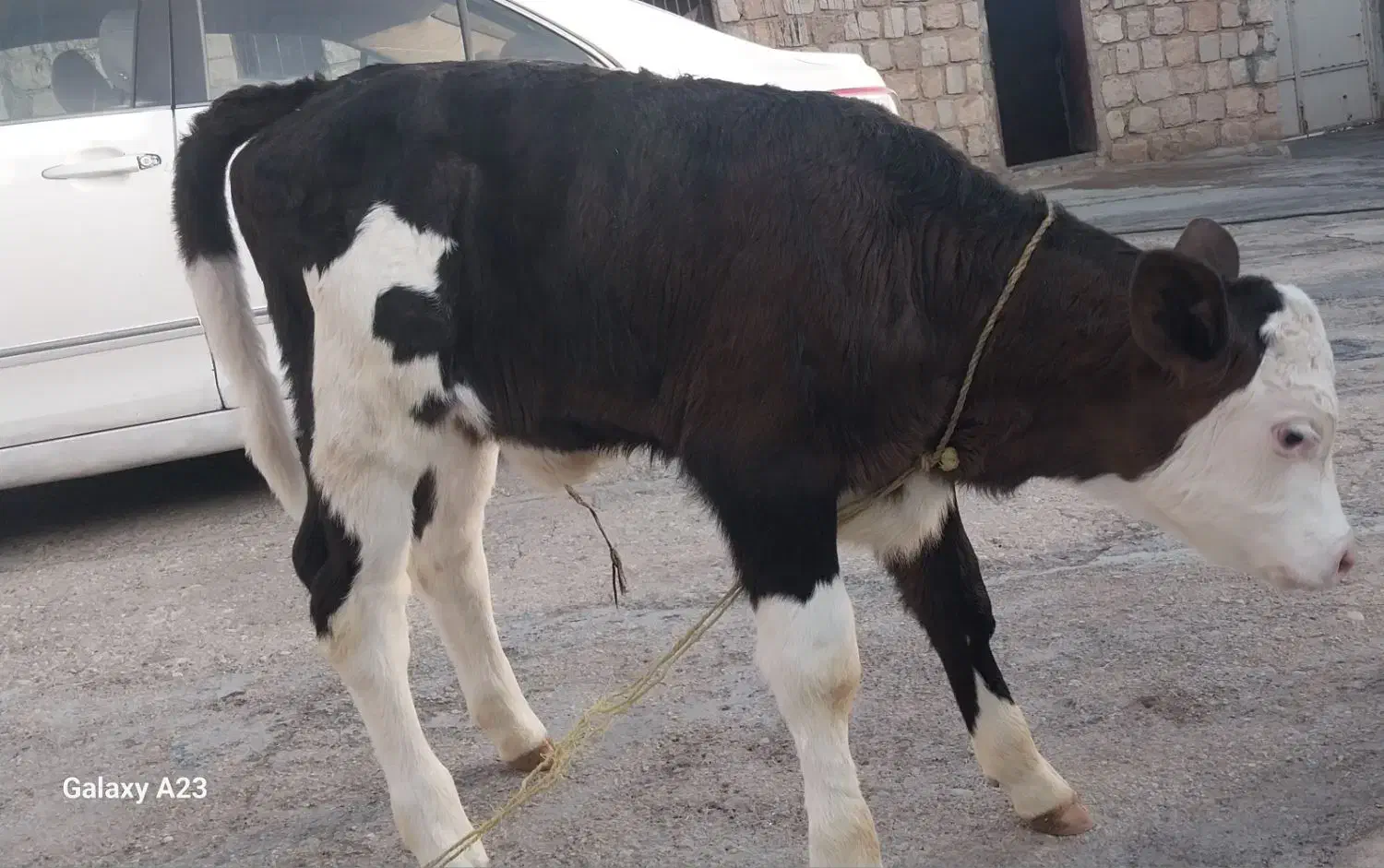 فروش گوساله ماده|حیوانات مزرعه|چرداول, |دیوار
