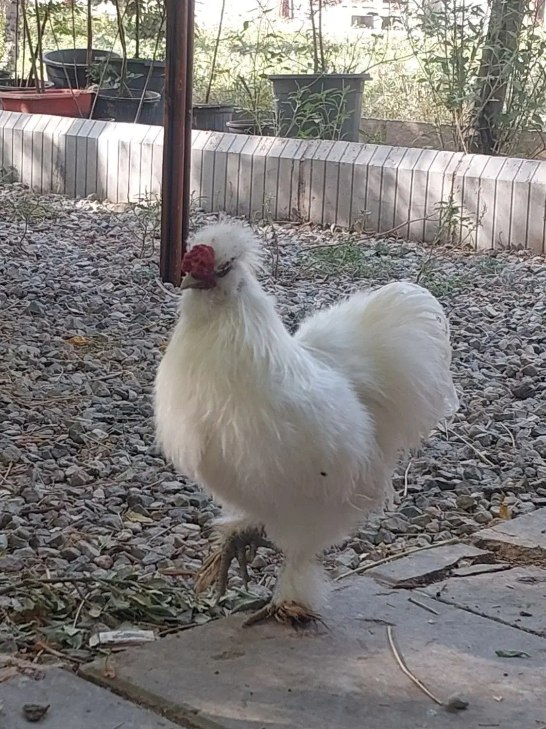 فروش دوتا خروس ابریشمی|حیوانات مزرعه|کهریزک, |دیوار