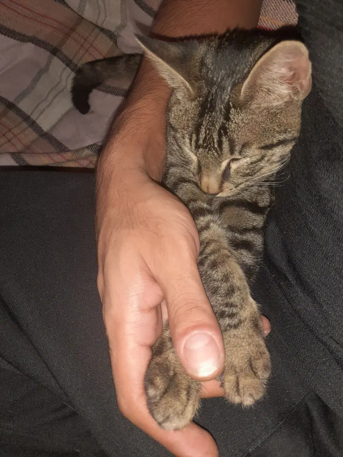 گربه گمشده بهمراه مژدگانی|حیوانات|مینودشت, |دیوار