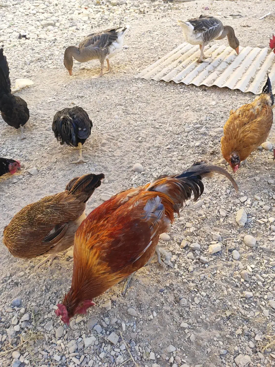 مرغ‌وخروس‌محلی|حیوانات مزرعه|بندر گناوه, |دیوار