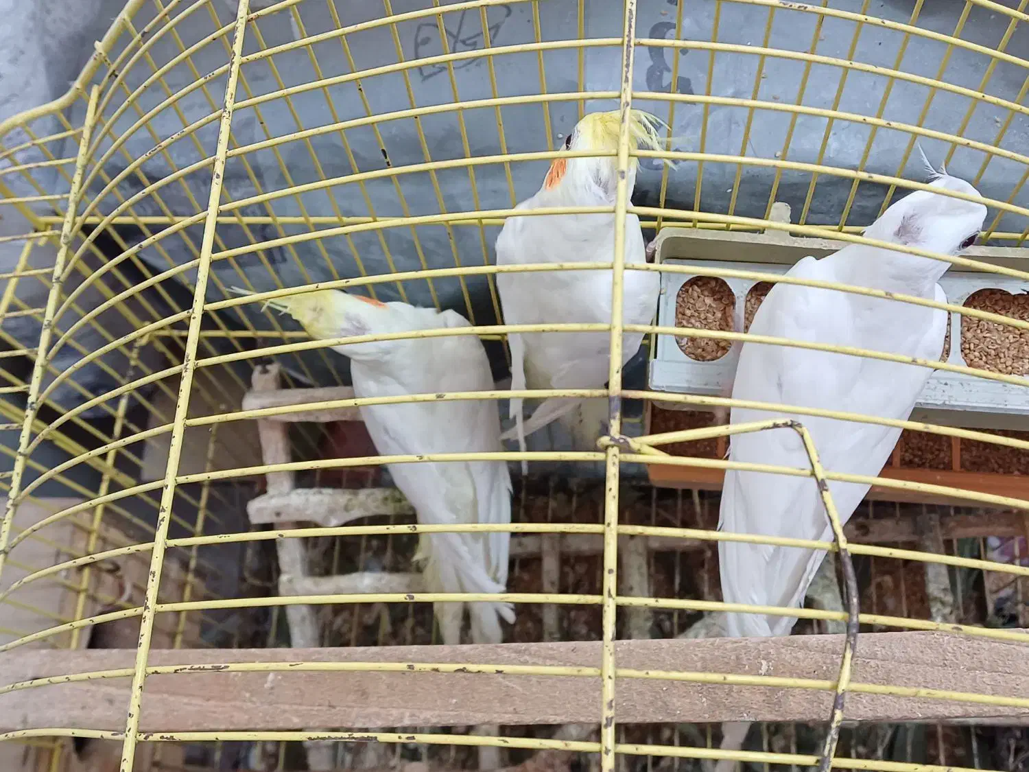 عروس هلندی|پرنده|بندر ترکمن, |دیوار