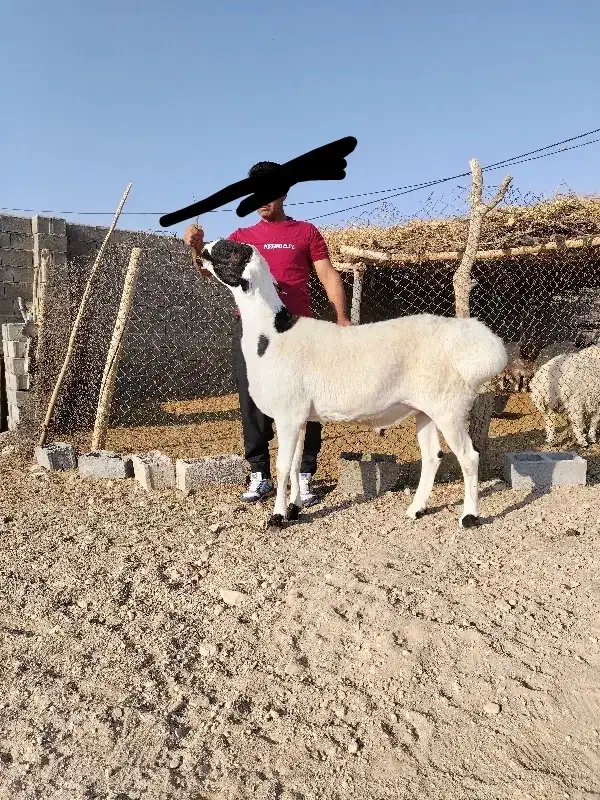 شیشک قوچ|حیوانات مزرعه|چاهک, |دیوار