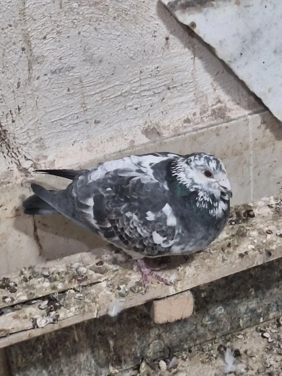 پلاکی غریب|پرنده|کرمان, |دیوار