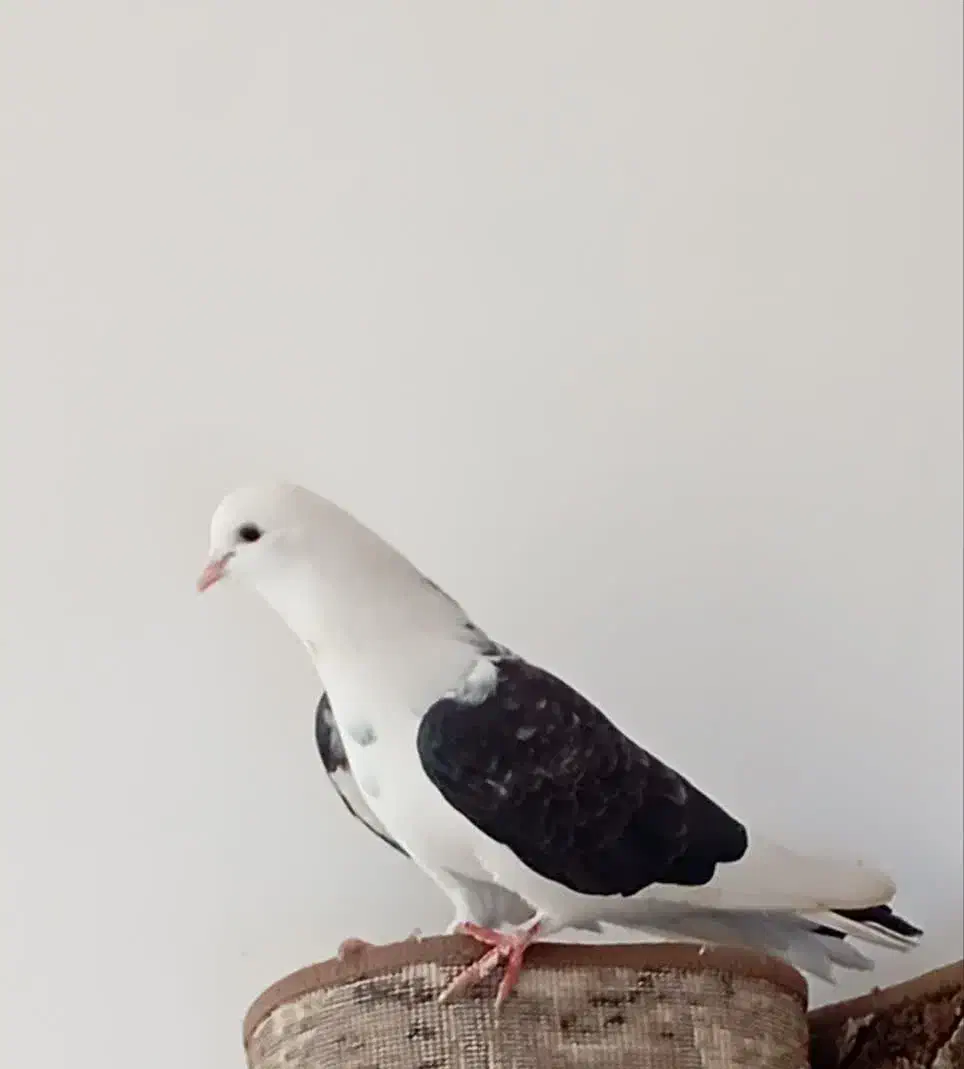 کفتر پشت دار|پرنده|خمین, |دیوار