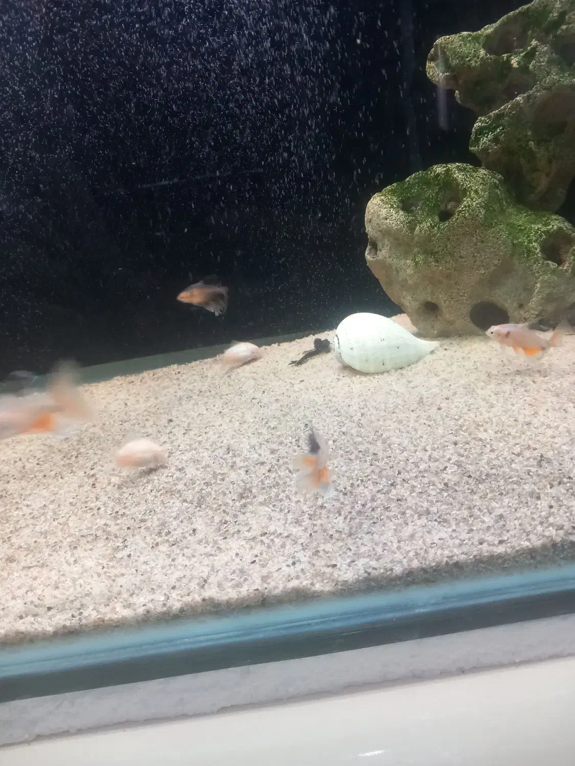 تترا جواهری باله بلند|ماهی|اردبیل, |دیوار