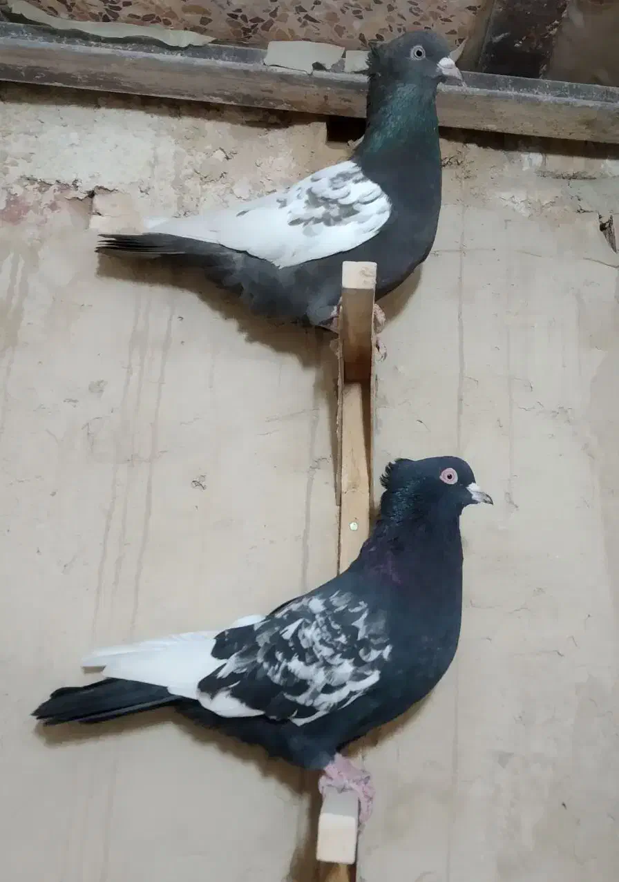 کبوتر سینه|پرنده|خرامه, |دیوار