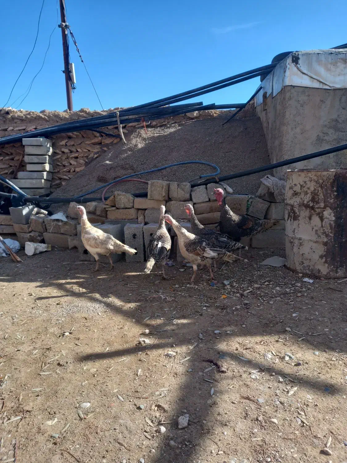 بوقلمون|حیوانات مزرعه|قیدار, |دیوار