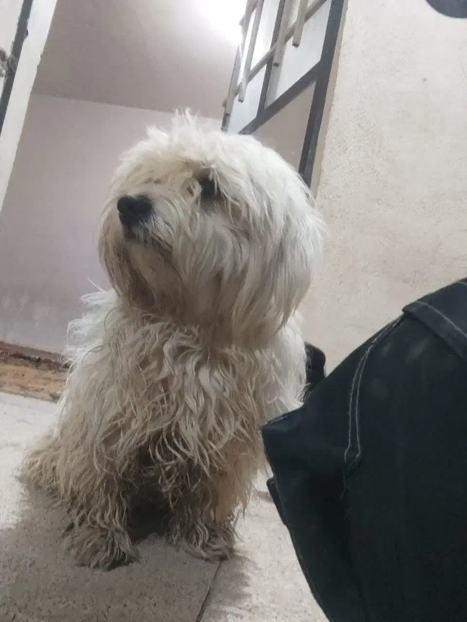 سک خانگ ترید|سگ|پاکدشت, حصار امیر|دیوار