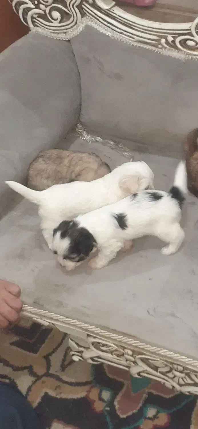 نژاد شیتزو ،، تریر|سگ|دزفول, |دیوار