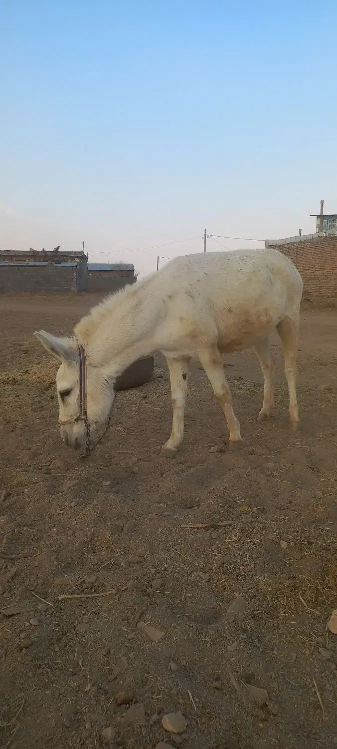 الاغ خر گله|حیوانات مزرعه|فرمهین, |دیوار