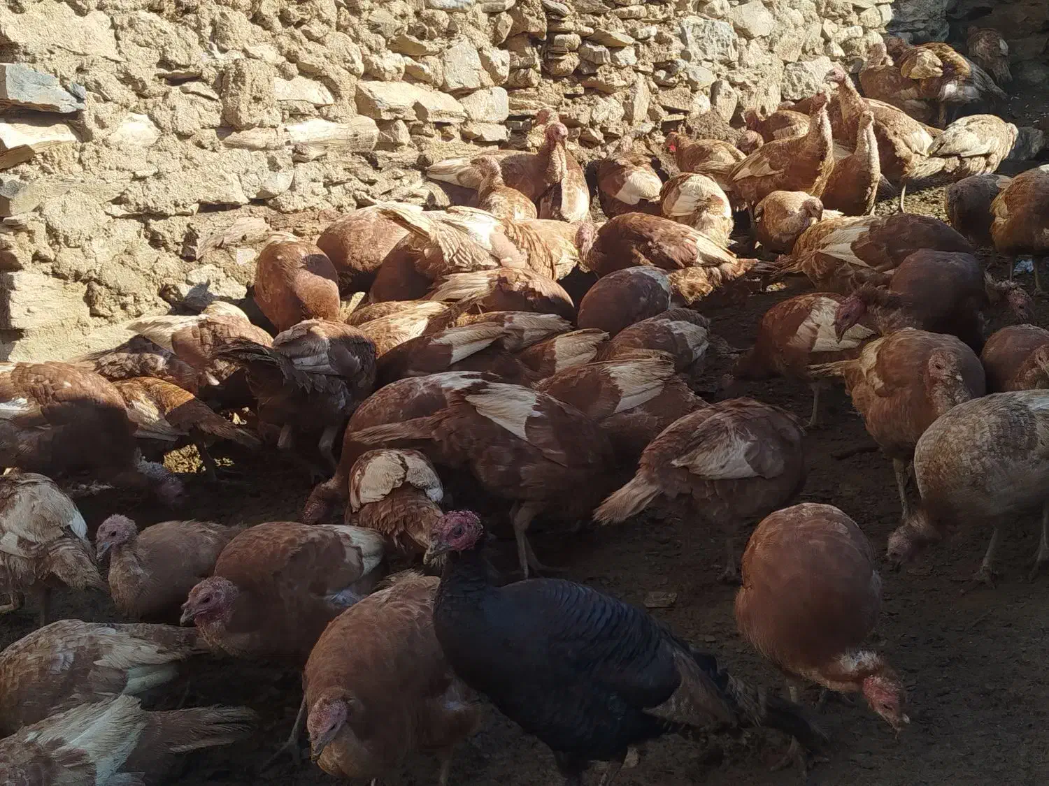 بوقلمن|حیوانات مزرعه|مریوان, |دیوار