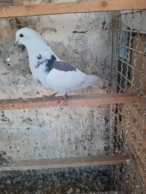 کفتر کبوتر|پرنده|تهران, باشگاه نفت|دیوار