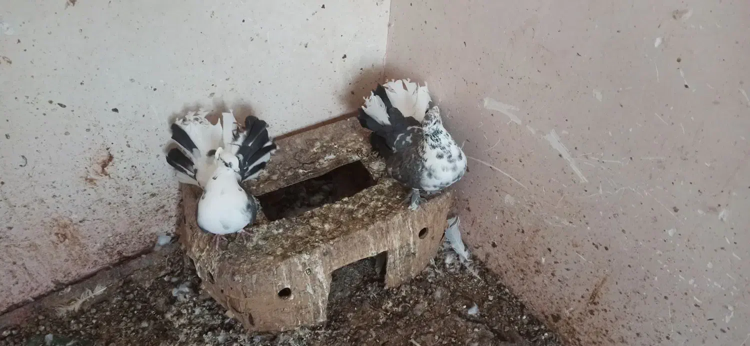 کبوتر دم چتری|پرنده|مشگین شهر, |دیوار