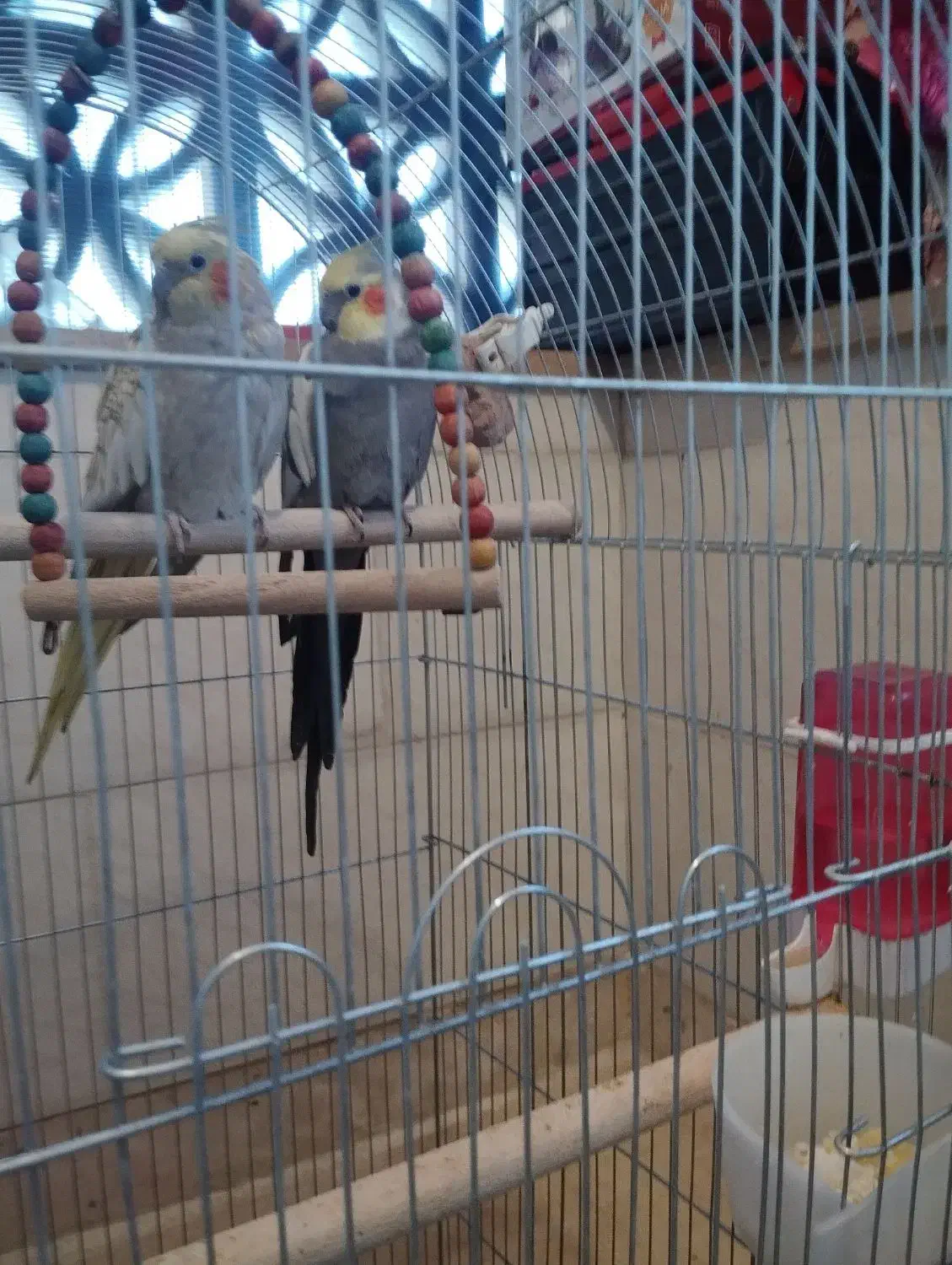 عروس هلندی مولد ۲ساله آماده جفت|پرنده|پرند, فاز ۴|دیوار