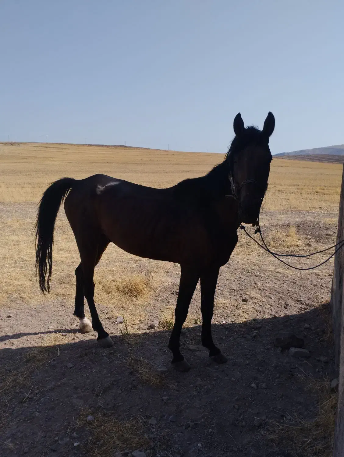 اسب|اسب و تجهیزات اسب‌سواری|میانه, |دیوار