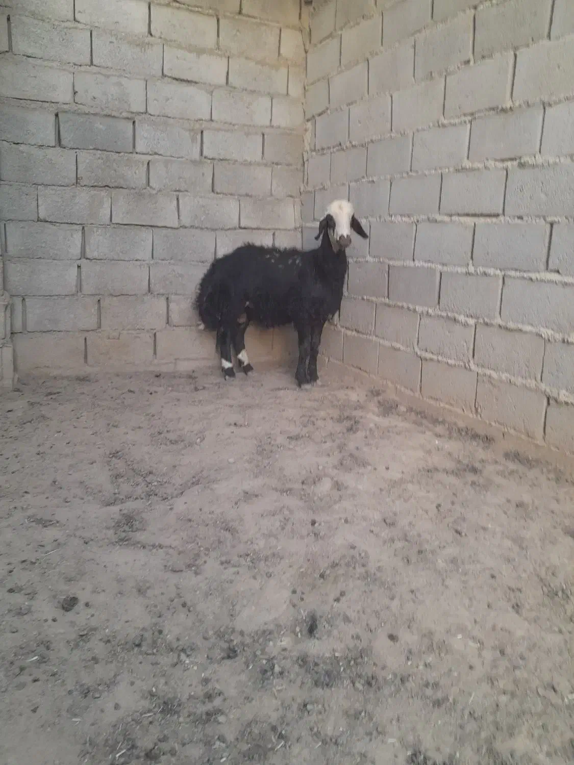بره قوچی خوشکل و خوشتیپ جنس دار|حیوانات مزرعه|تربت جام, میان جام|دیوار