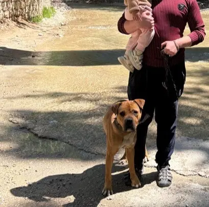 سگ باکسر|سگ|آشخانه, |دیوار