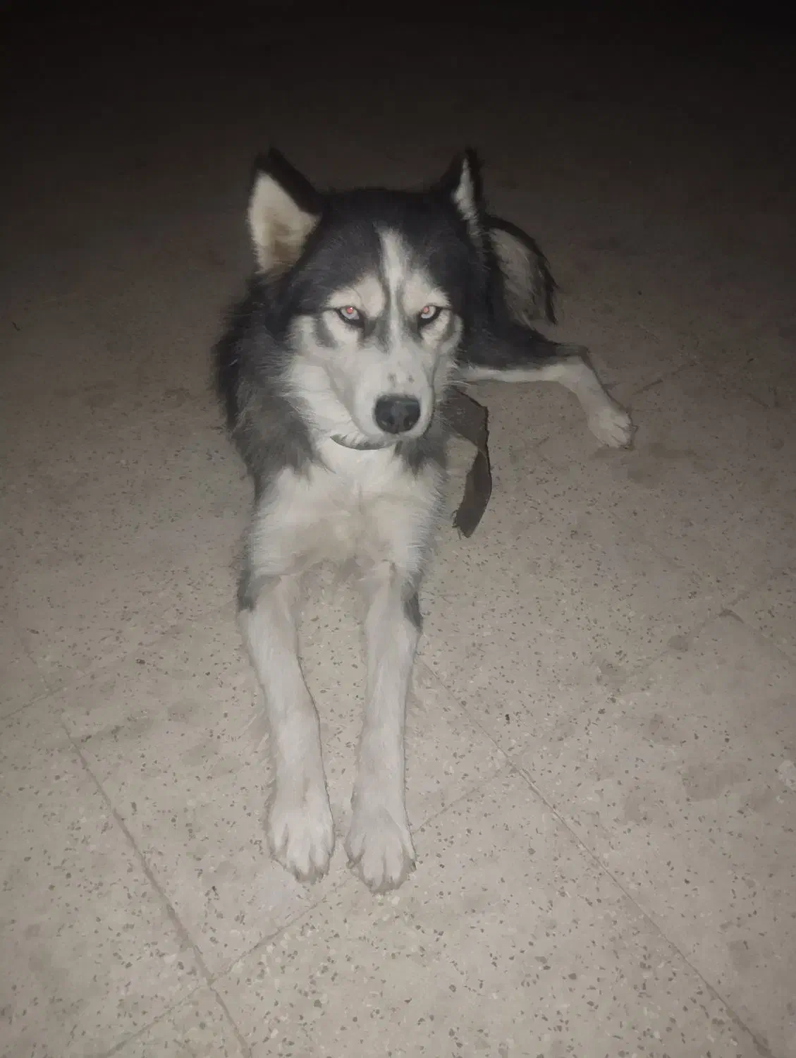 سگ هاسکی|سگ|تهران, پارک شهر|دیوار