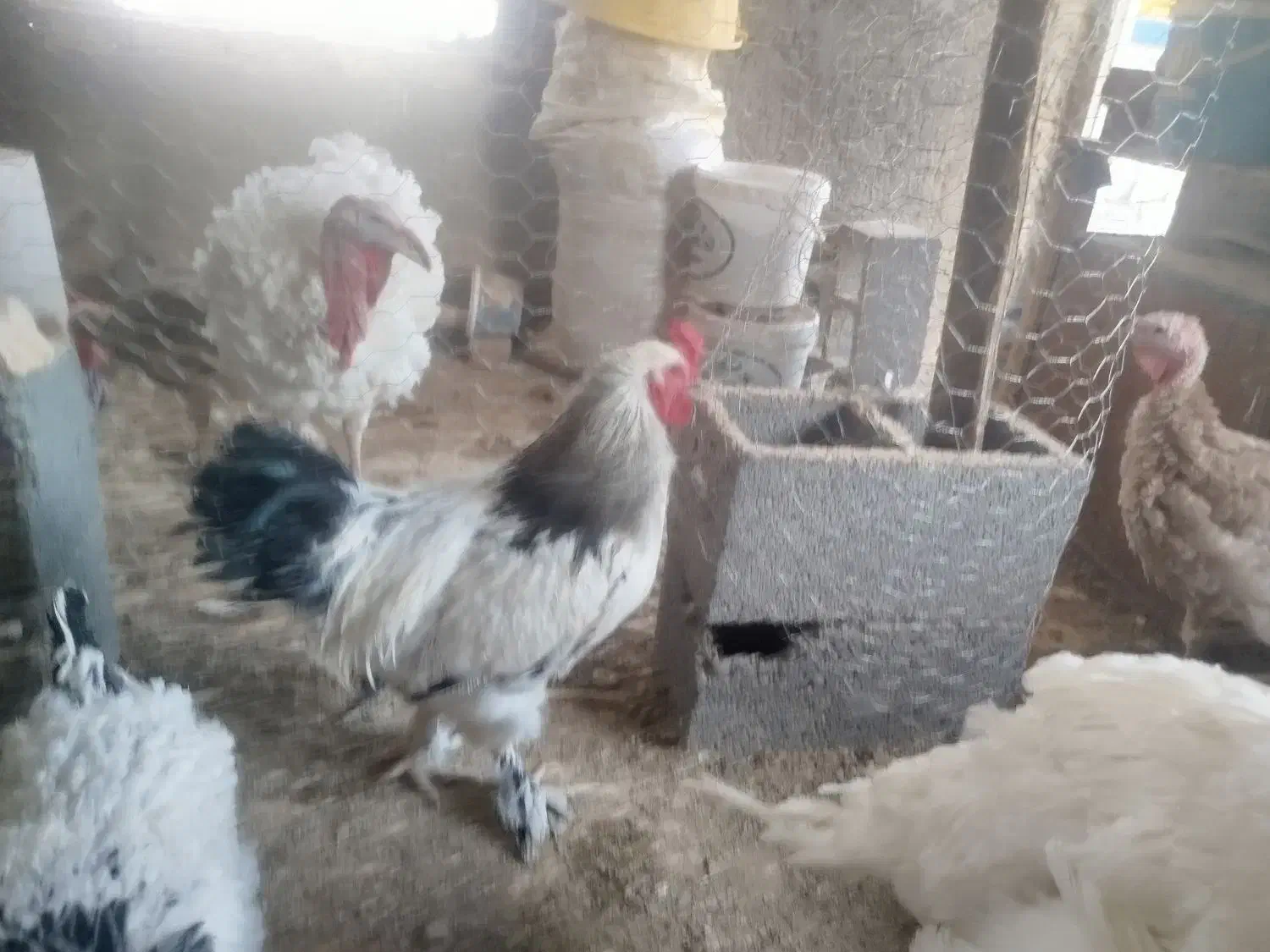 تخم  مرغ نطفه دار .خروس برهما .  ابخوری و دانخوری|حیوانات مزرعه|کرمانشاه, |دیوار