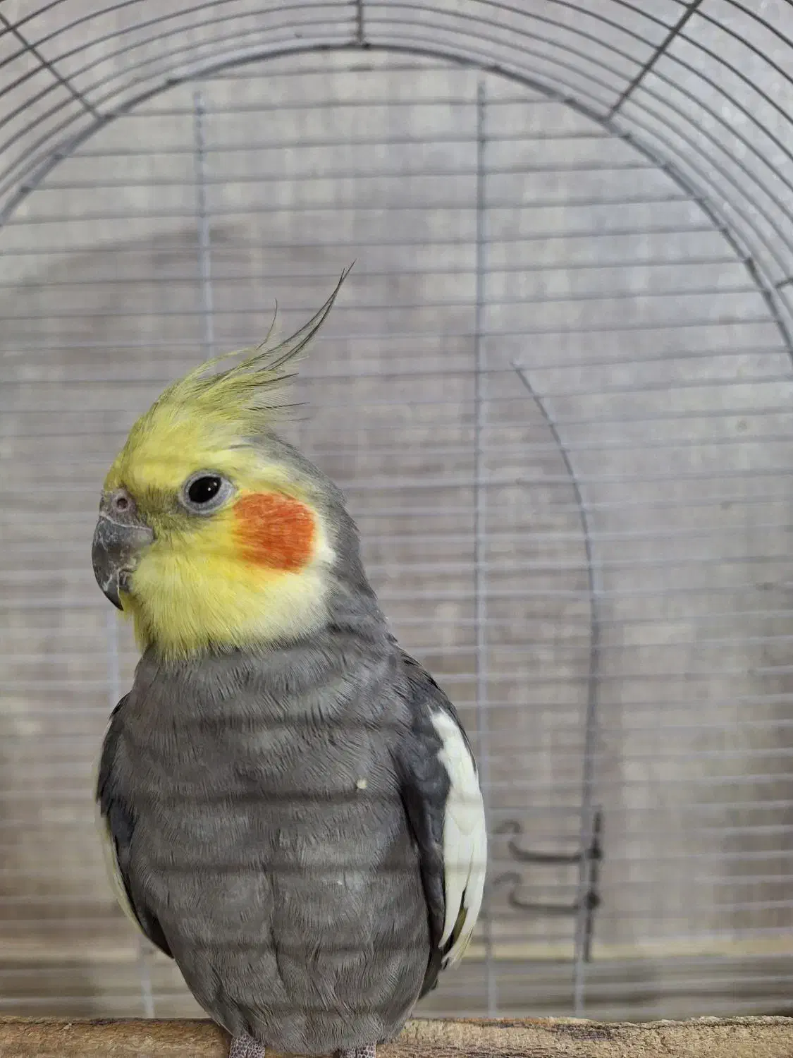 عروس هلندی بالغ|پرنده|شاهین‌شهر, طالقانی|دیوار