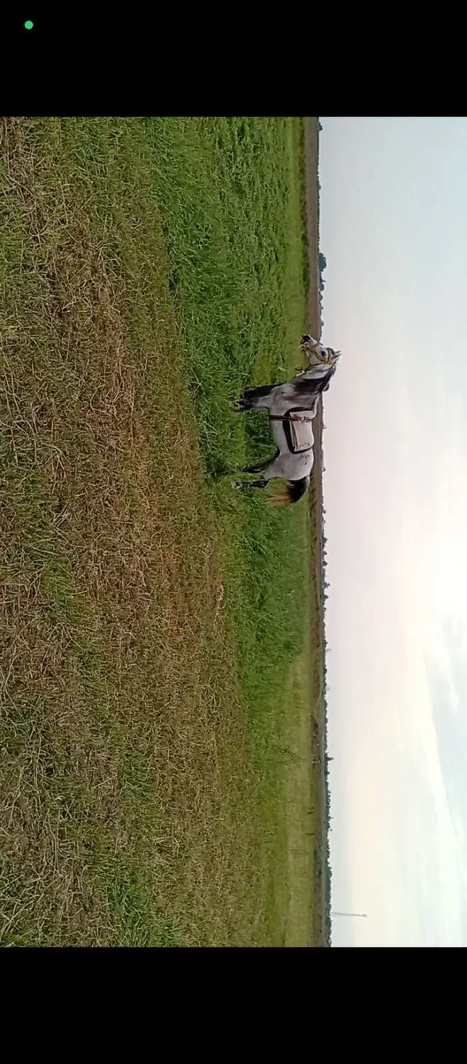 اسب نریون|اسب و تجهیزات اسبسواری|پارسآباد, |دیوار