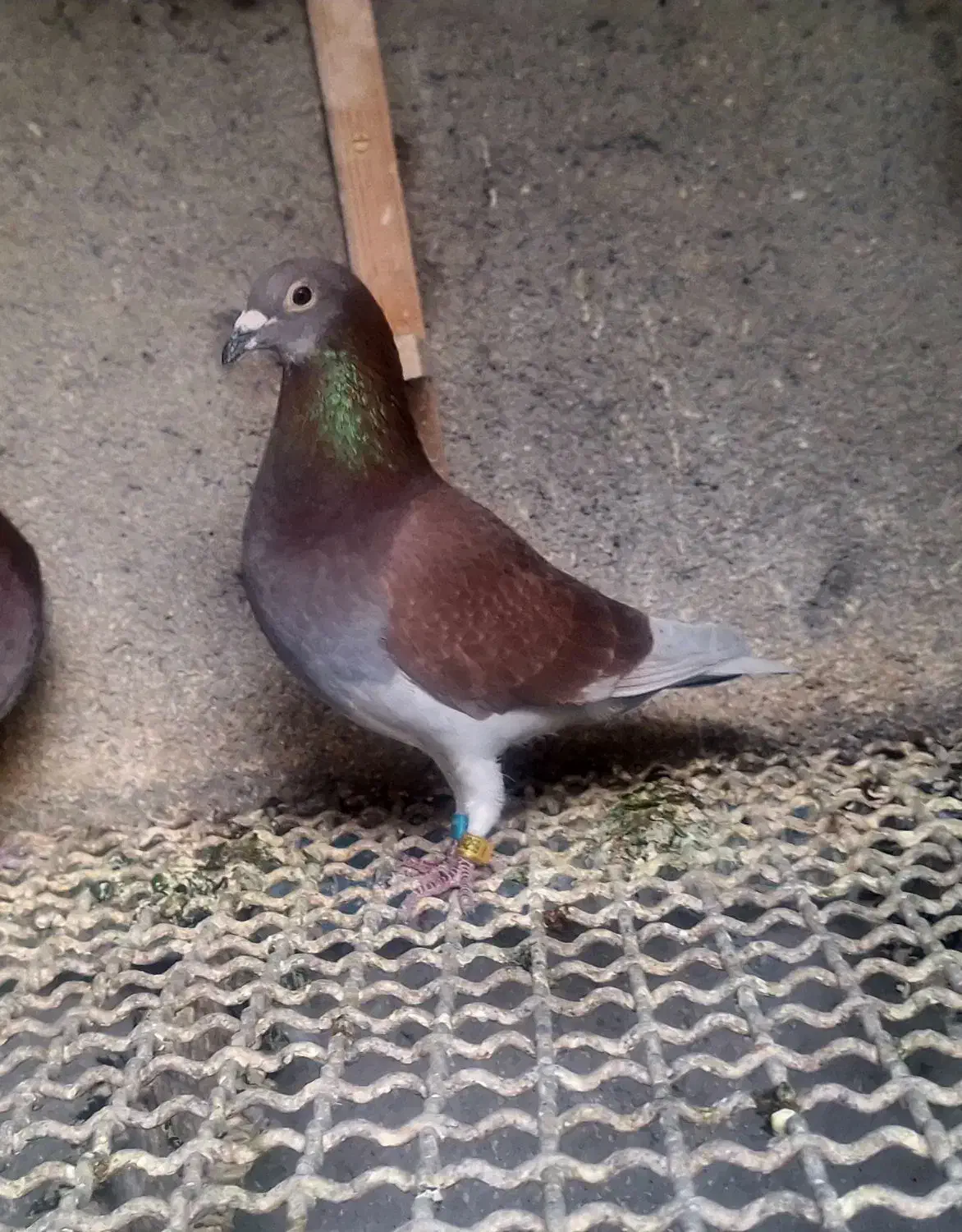 مسافتی پلاکی. ویگن|پرنده|مشهد, حسینآباد|دیوار