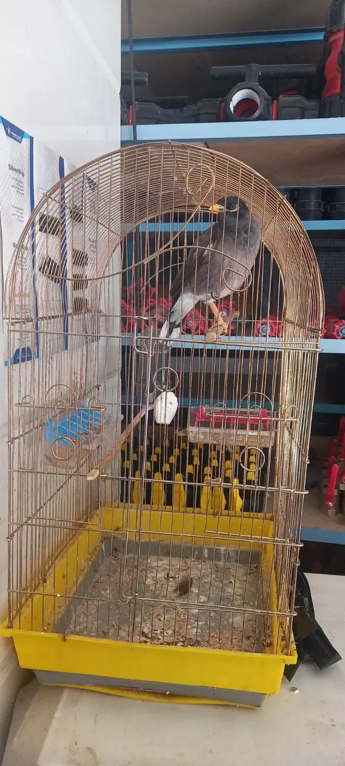 مرغ مینا دستی قناری خون۲۵۰۰۰۰۰|پرنده|کازرون, |دیوار