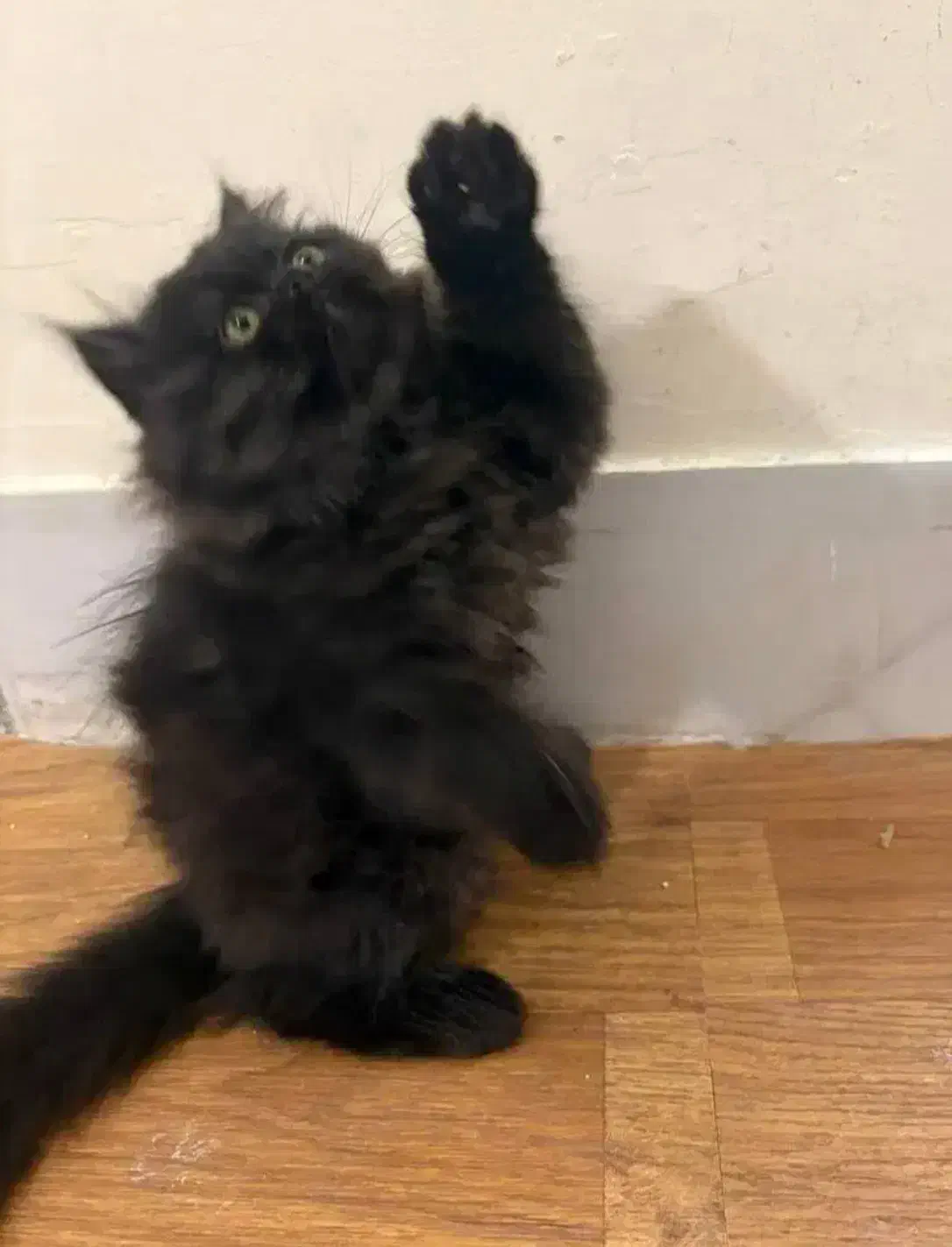 گربه پرشین مشکی|گربه|سنندج, |دیوار