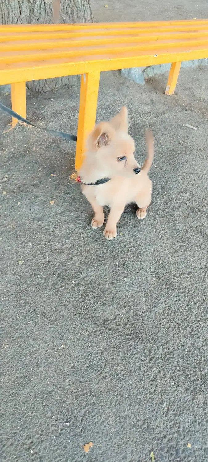 پامر روباهی|سگ|پاکدشت, پاکدشت (مامازند)|دیوار