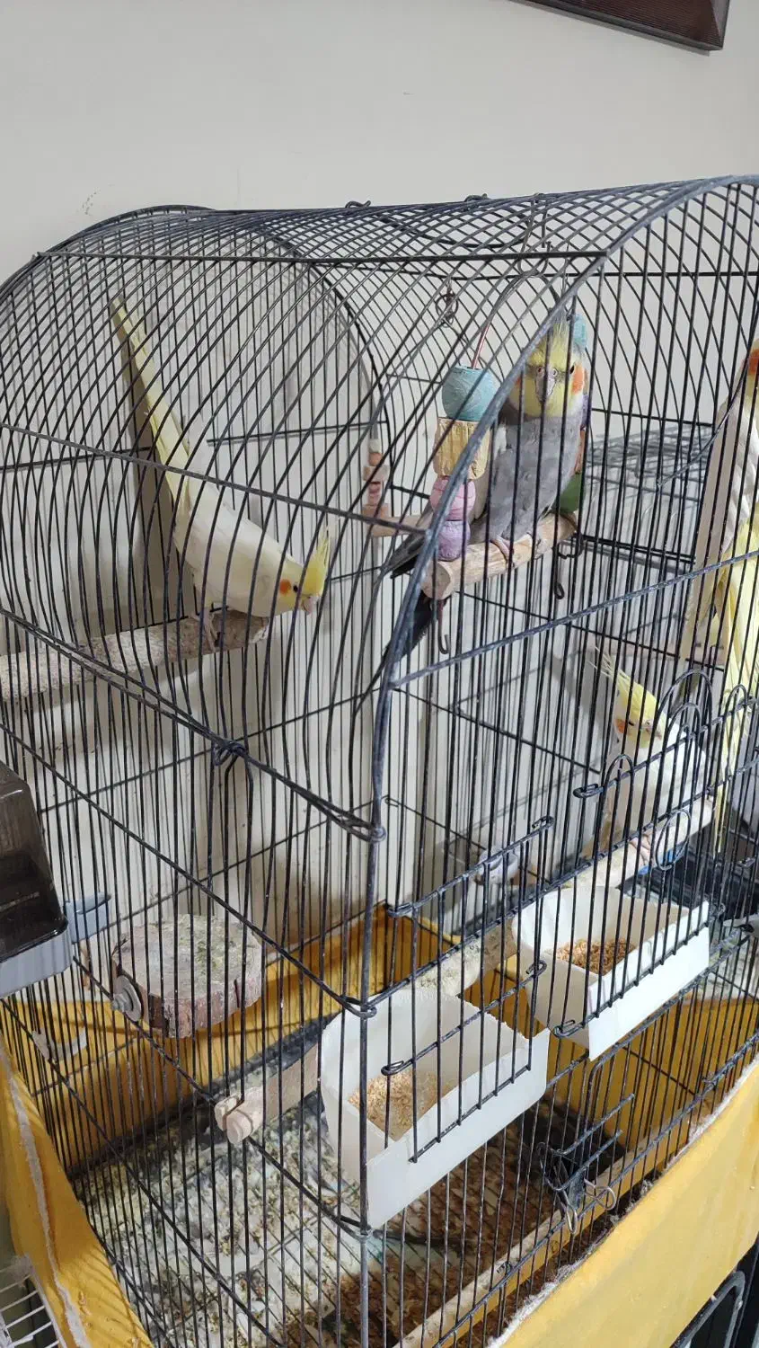 عروس هلندی|پرنده|تهران, وحیدیه|دیوار