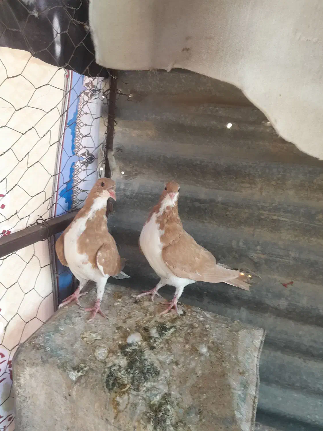 خوشرنگ زرد چشم چنگ سفید|پرنده|شیراز, مسلم|دیوار