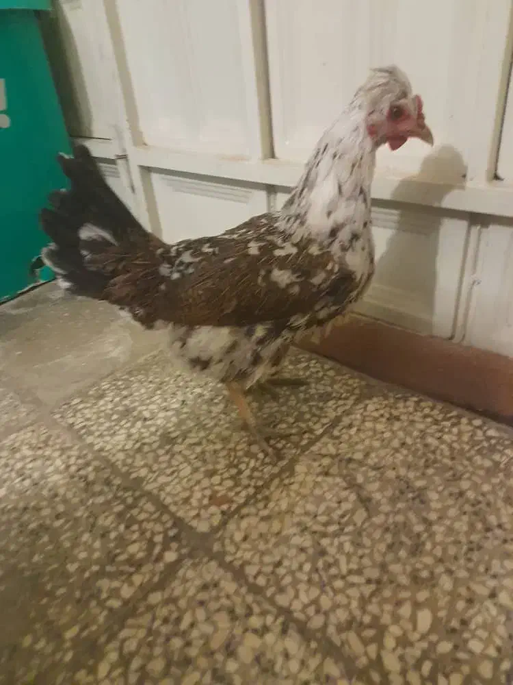 مرغ گلین تخمگذار|حیوانات مزرعه|شیراز, شهرک والفجر|دیوار