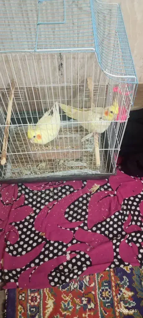 دوچفت عروس  هلندی|پرنده|آبادان, |دیوار