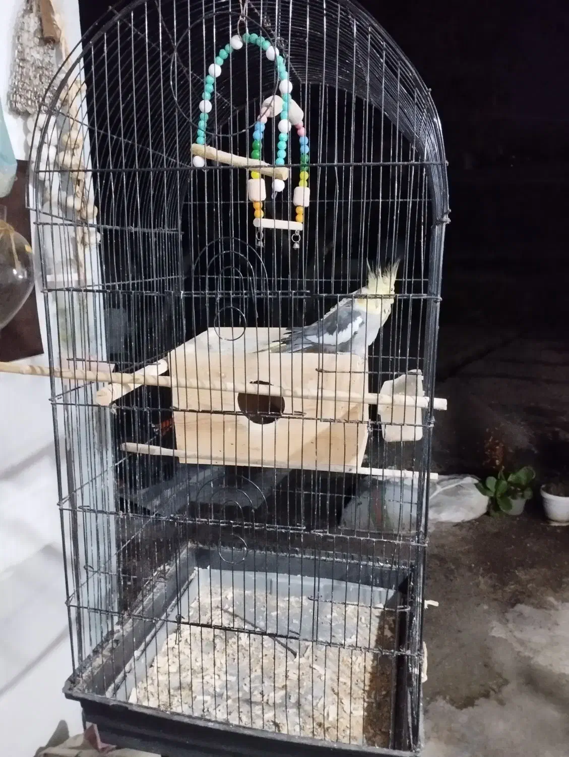 عروس هلندی|پرنده|تالش, هشتپر|دیوار