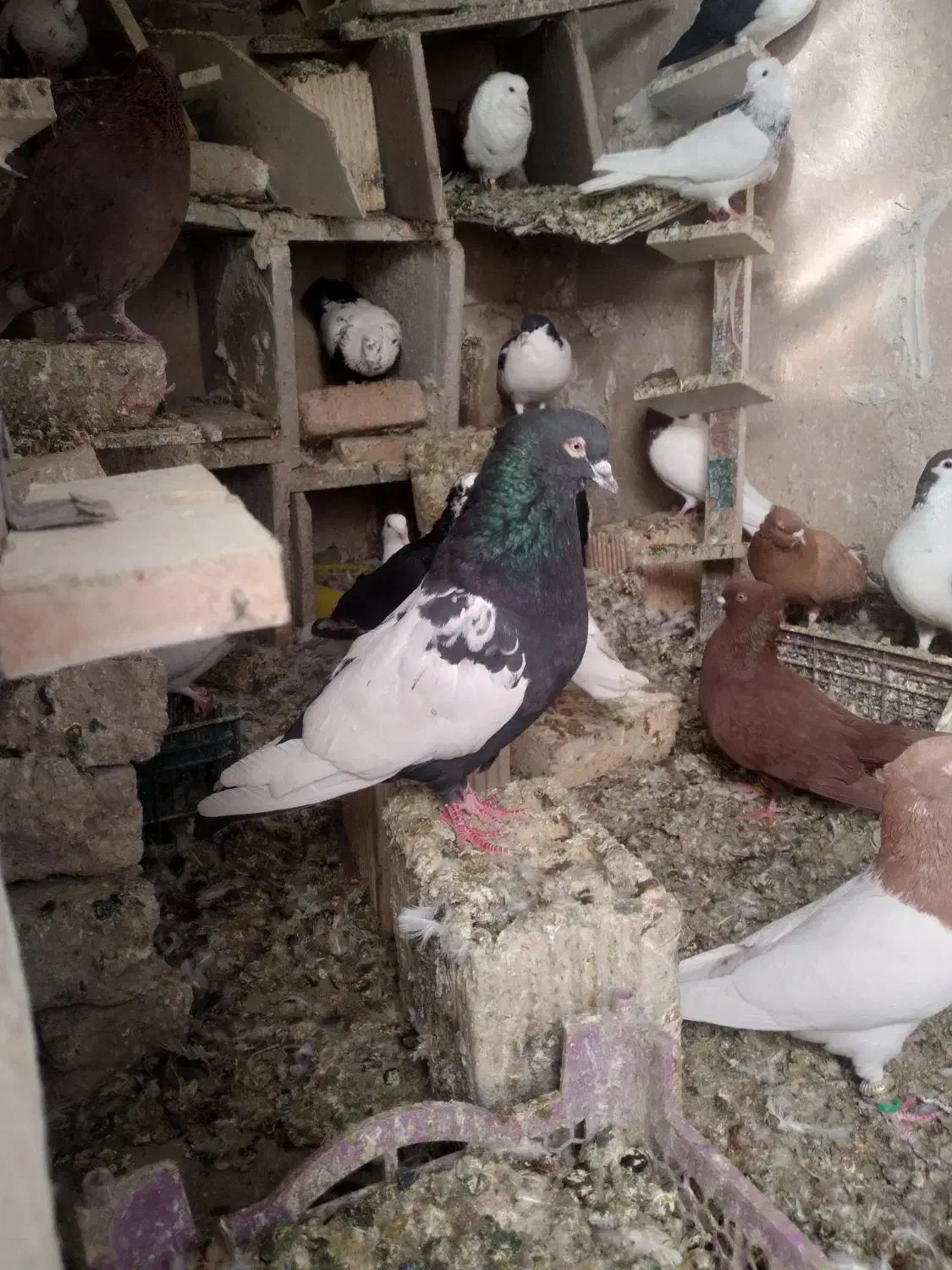 سرته|پرنده|خرمآباد, |دیوار