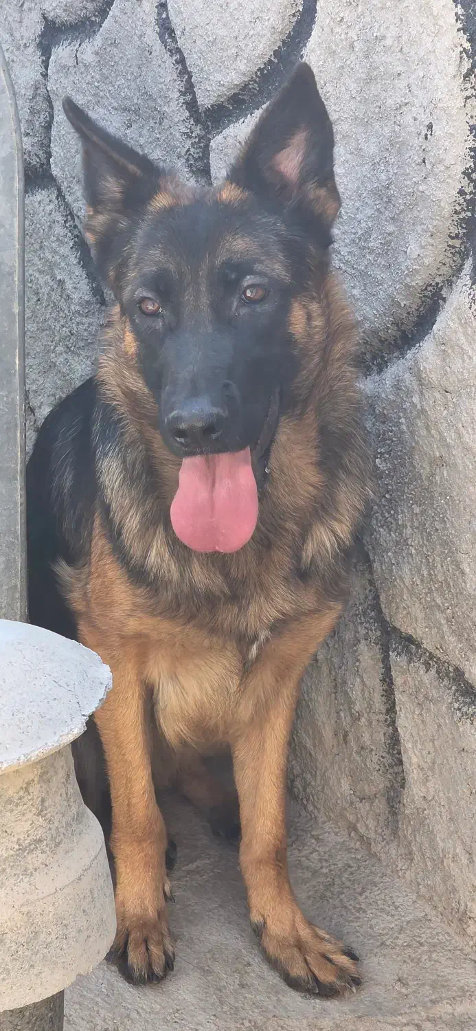 ژرمن شپرد|سگ|آباده, |دیوار