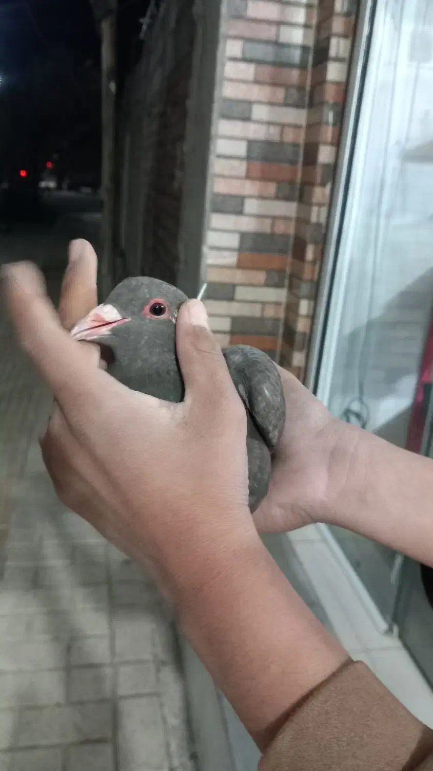 کفتر|پرنده|بم, |دیوار