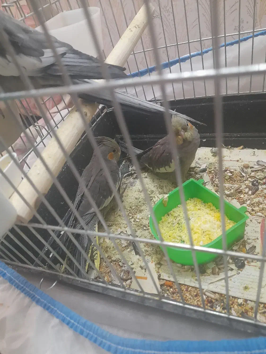 یه جفت عروس هلندی به همراه جوجه|پرنده|همدان, |دیوار